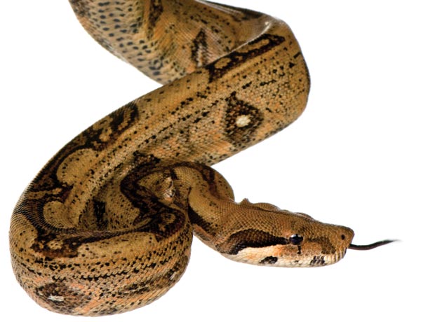 What Makes Snakes Scary?