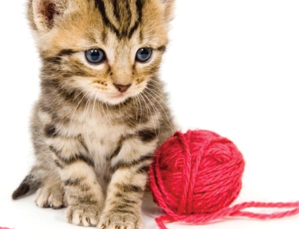 Adorable Secret to Success