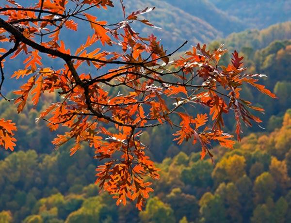 What's Your Favorite Thing About Cville in the Fall?