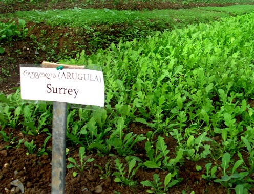 A Volunteer’s Perspective