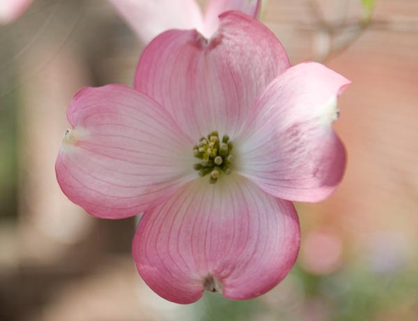 What Do You Love About Spring at UVA?