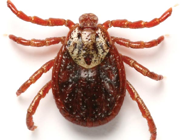 Ticked-Off Carnivores