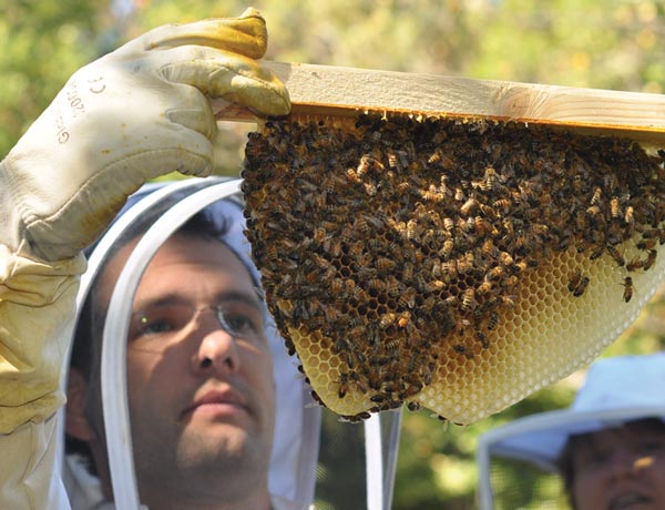 Interaction is the Bee’s Knees