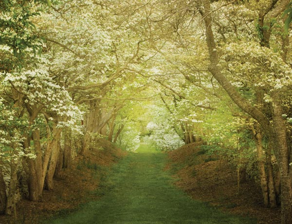 The Secret Life of Plants and Trees