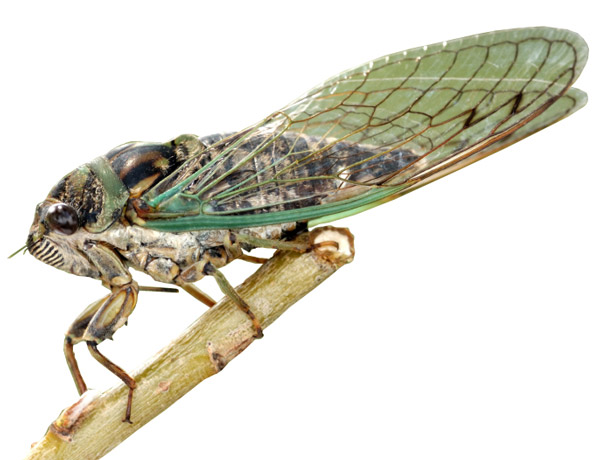 Flight of the Cicadas