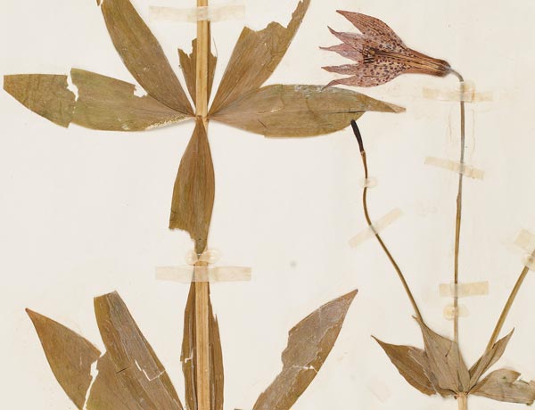 Crowdsourcing Historical Collections