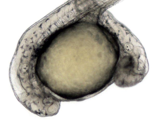 Stem Cell Breakthrough