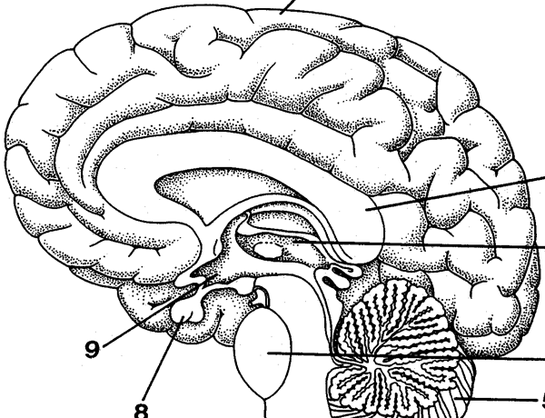 UVA brain ‘mosaic’ named a top discovery of 2013