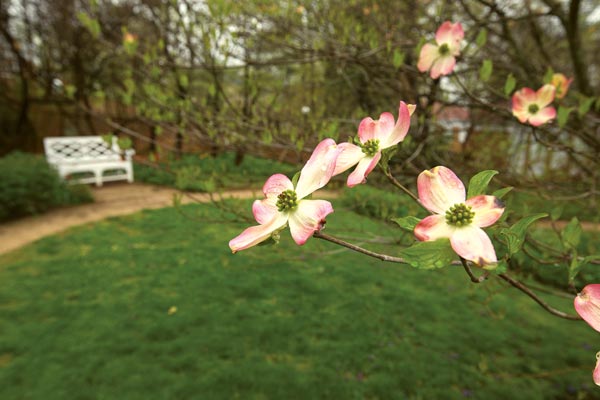 Dogwood blooms in a Pavilion garden