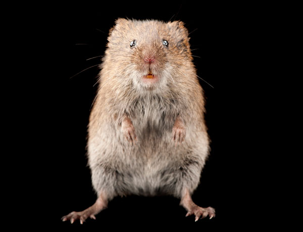 What Can Voles Tell Us About Ourselves?