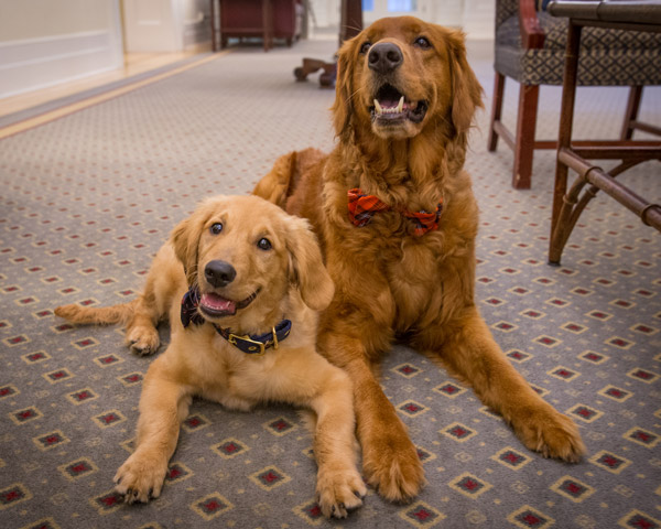 Baxter and Jack, a.k.a. CavDog and CavPup
