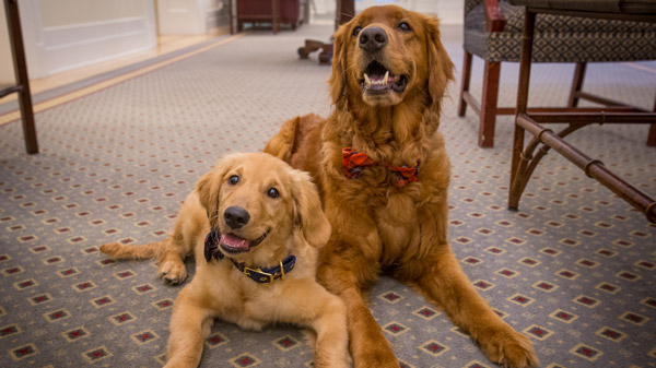 Jump to a few famous canines