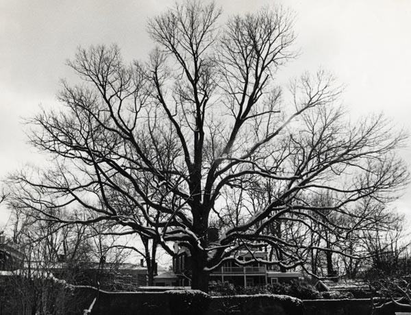 Gratitude for a Grand Old Tree