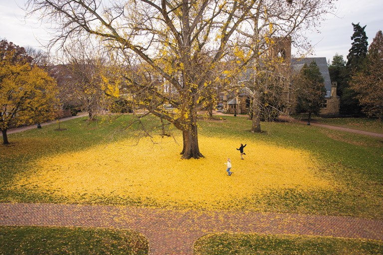 The Pratt Ginkgo