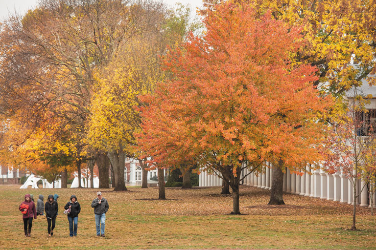 Trees on the Lawn