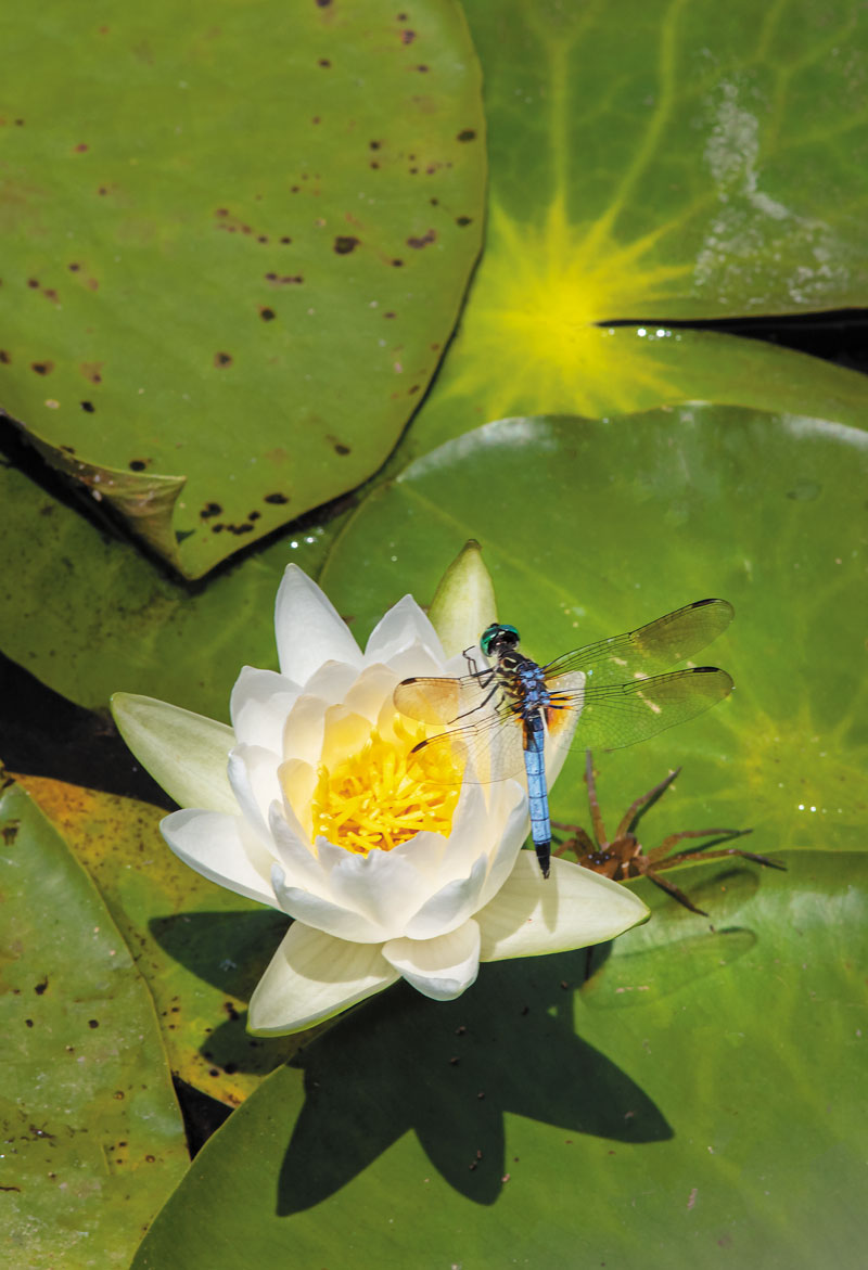 Water lily and dragonfly