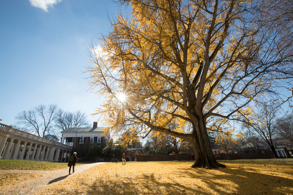 Sun shines through the Pratt Ginkgo in fall