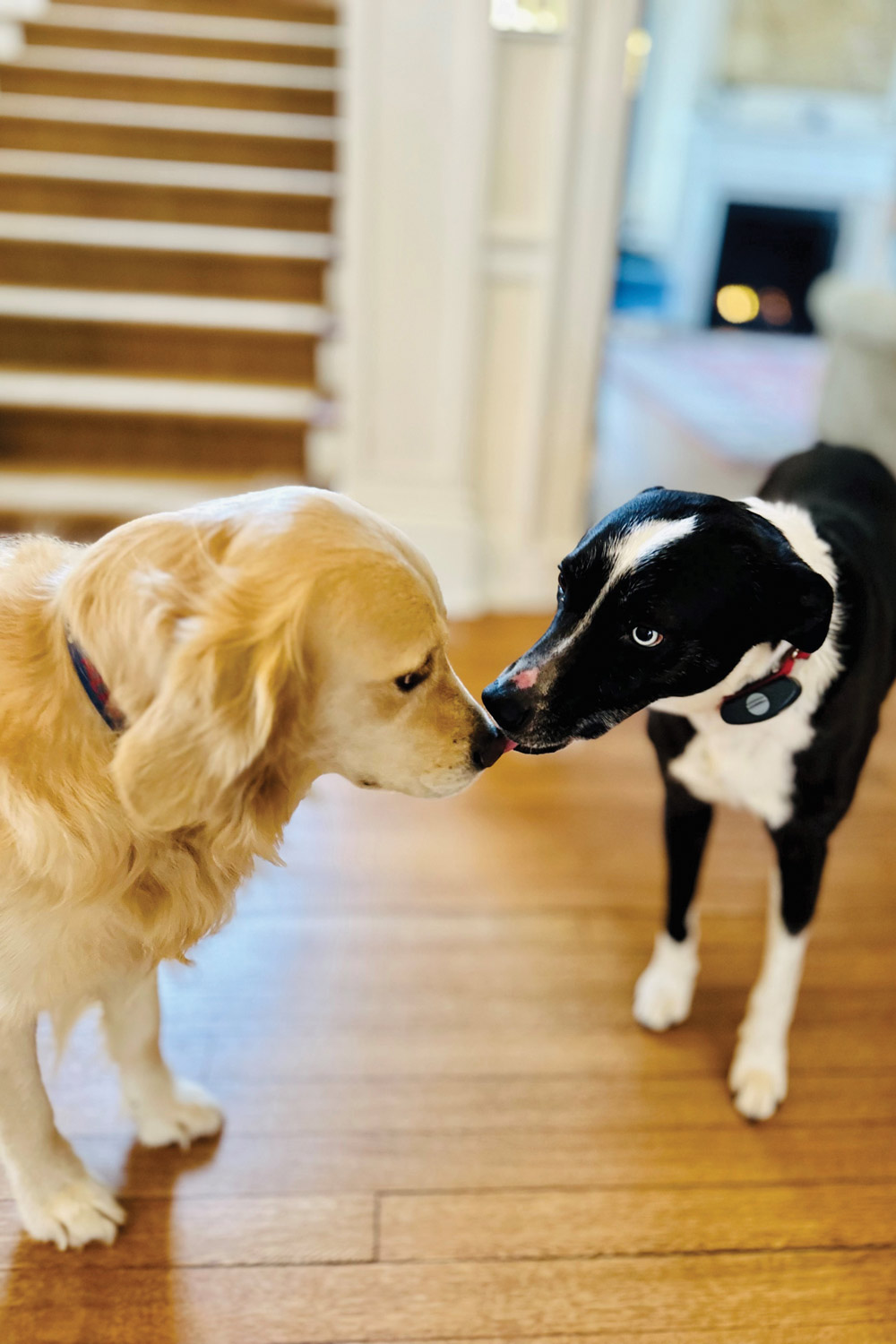 UVA President Jim Ryan's dogs
