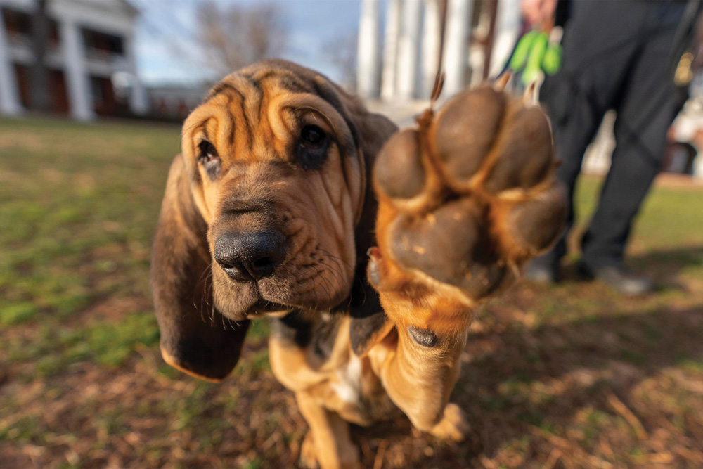 UVA Police dog Maggie the bloodhound