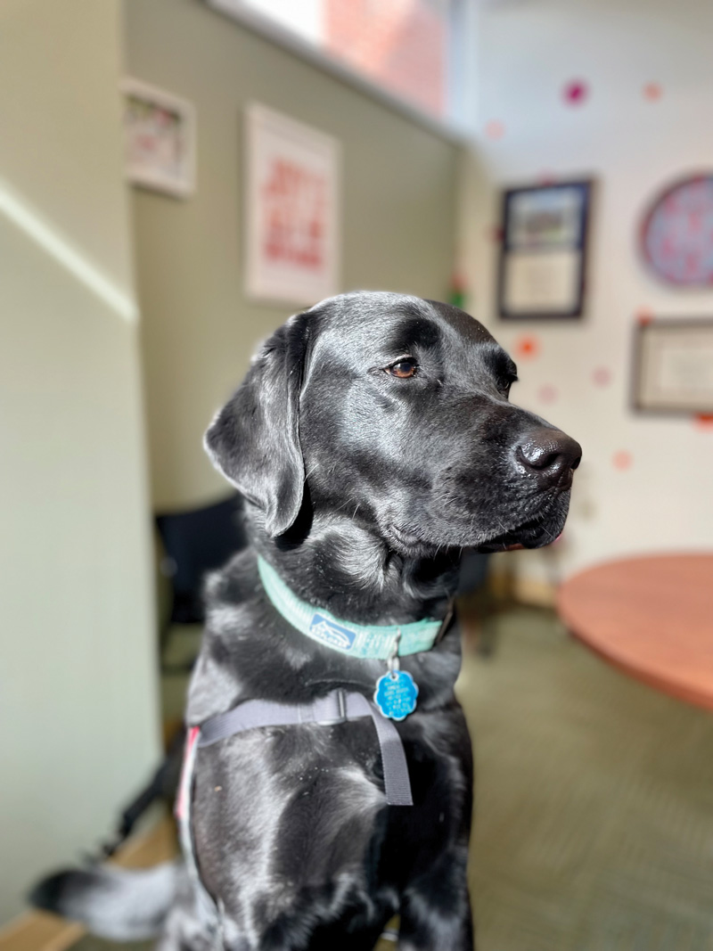 UVA Nursing facility dog Ella