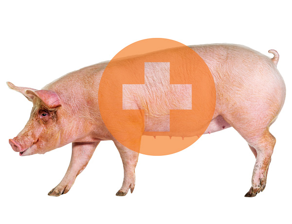 Swine pollution adds to health disparities