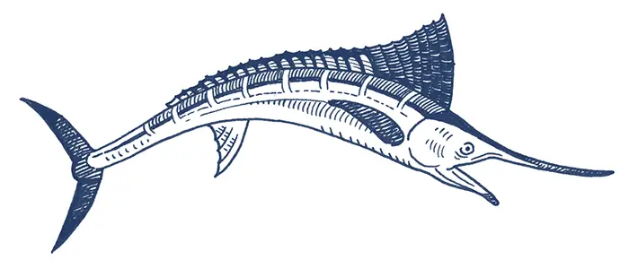 Illustration of fish