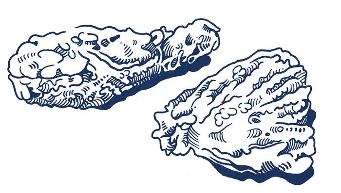 Illustration of fried chicken