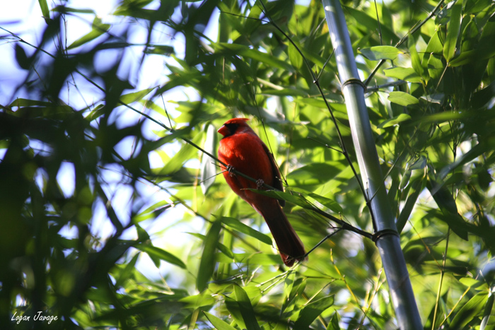 Cardinal in the moment