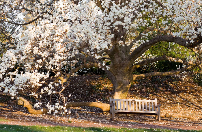 Bench and magnolia Spring '10