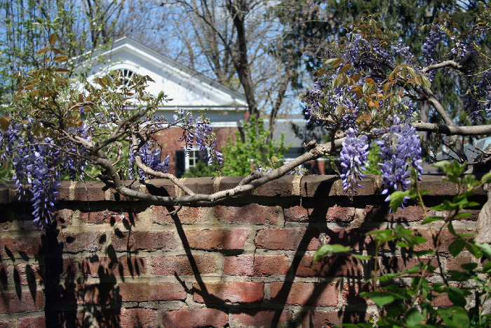 Wisteria in Pavilion garden.
