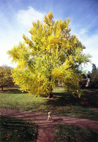 The Pratt Ginkgo